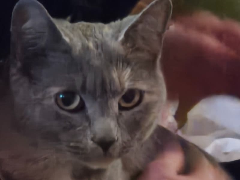 American Shorthair 2 years old female named Nova for adoption in Douglas County, Nebraska | Petmeetly