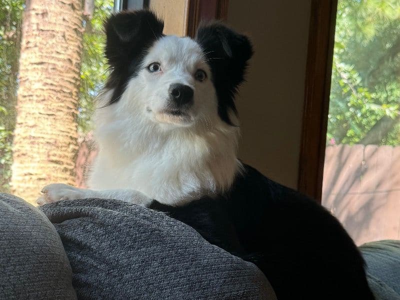 Miniature Australian Shepherd 2 years 10 months old female medium named Marshmallow for breeding in Harris County, Texas | Petmeetly