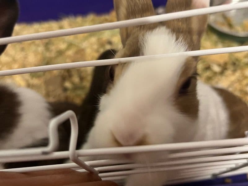 Dutch 2 months old female named Natsuki for sale in Pima County, Arizona | Petmeetly