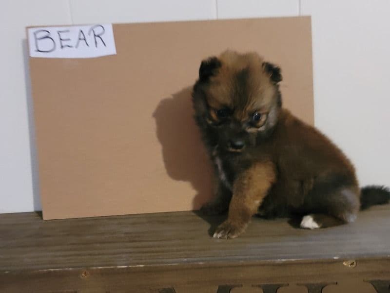 Aussiepom 6 months old male small named Bear for breeding in Russell County, Kentucky | Petmeetly