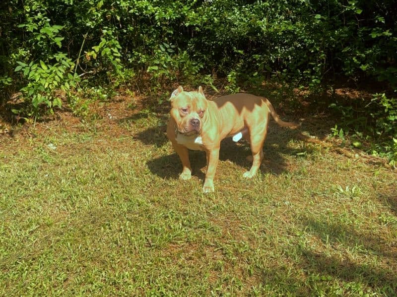 American Bully 1 year 7 months old male medium named Scooby for breeding in Anderson County, South Carolina | Petmeetly