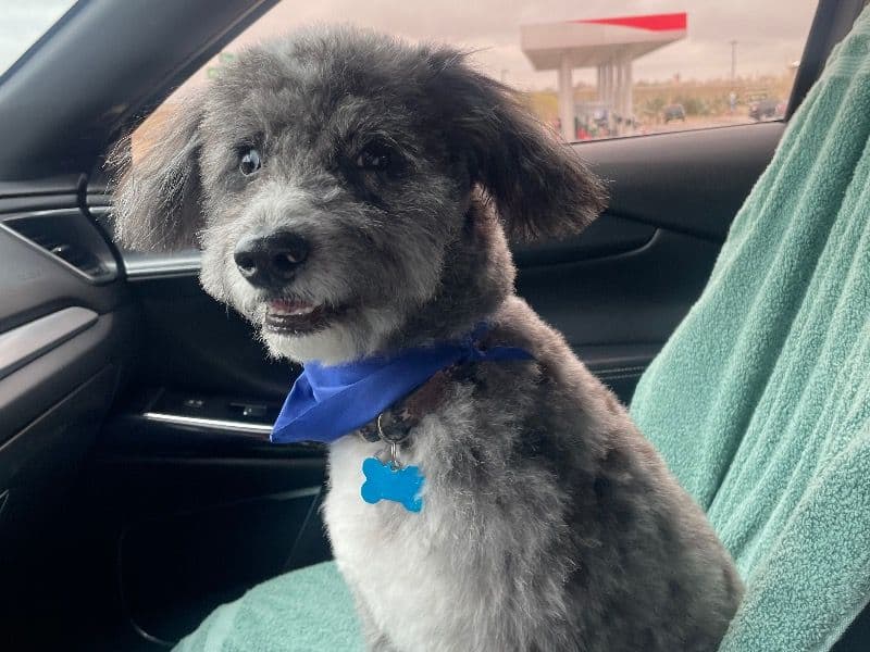 Aussiedoodle 1 year 8 months old male small named Blu for breeding in Pueblo County, Colorado | Petmeetly