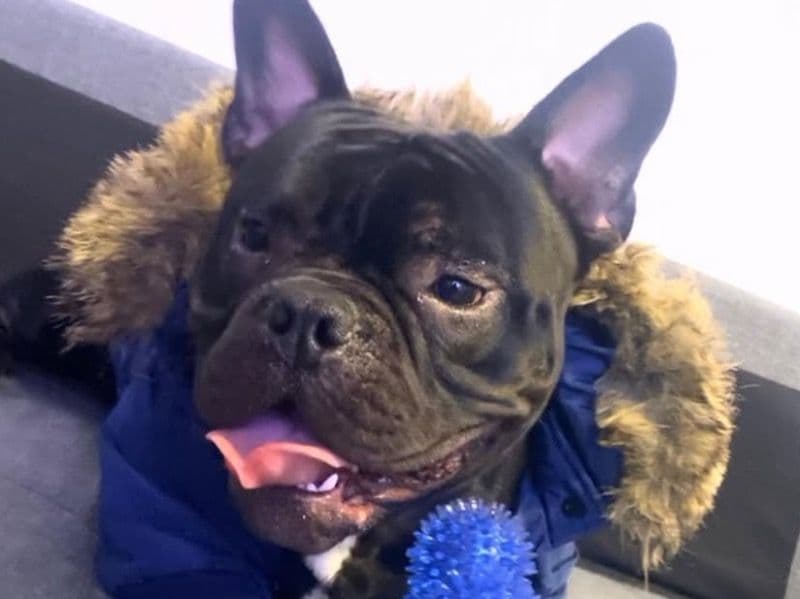 Pocket Bully 2 years 11 months old male medium named Rocky for breeding in Regional Municipality of York, Ontario | Petmeetly