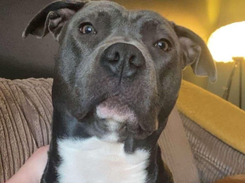 Blue nose Pitbull 1 year old female small named Bleu for breeding in Merseyside, England | Petmeetly