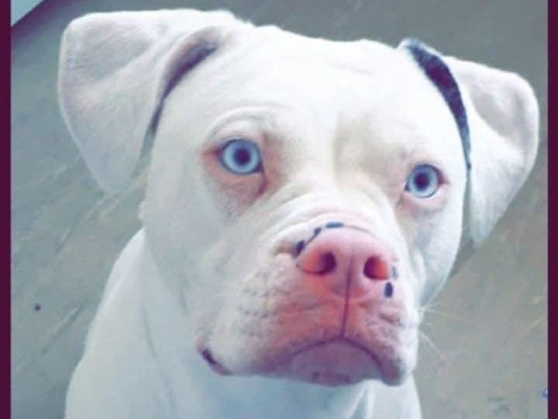 American Bulldog 3 years 8 months old female medium named Angel for breeding in South Yorkshire, England | Petmeetly