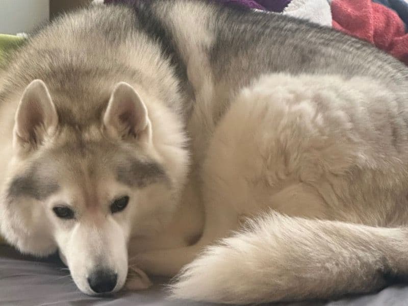 Siberian Husky 8 years old male large named Bear for sale in Norfolk County, Massachusetts | Petmeetly