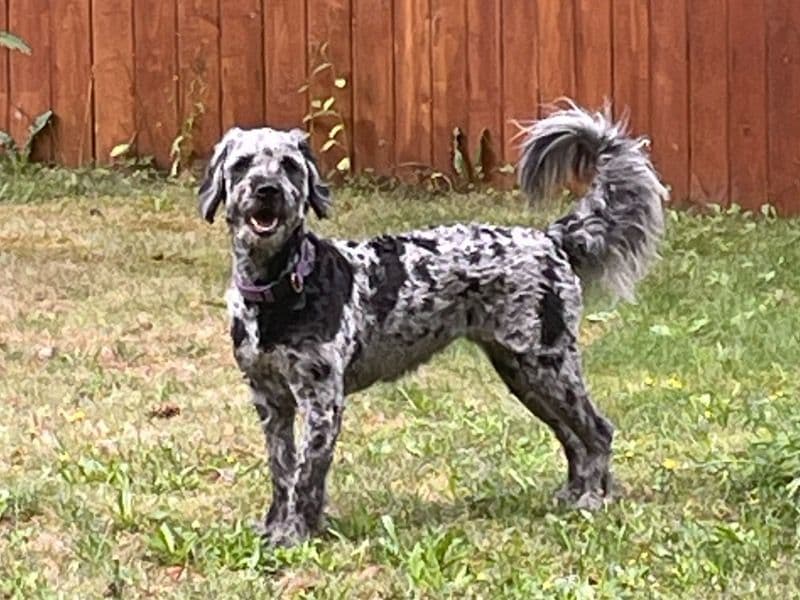 Goldendoodle 3 years 10 months old female medium named Shylo for breeding in Whatcom County, Washington | Petmeetly