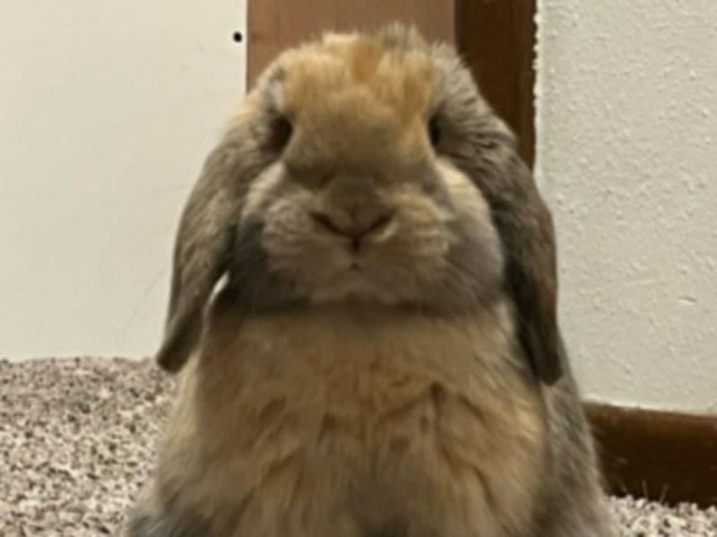 Mini Lop 1 year 4 months old male named Milo for breeding in Johnson County, Iowa | Petmeetly