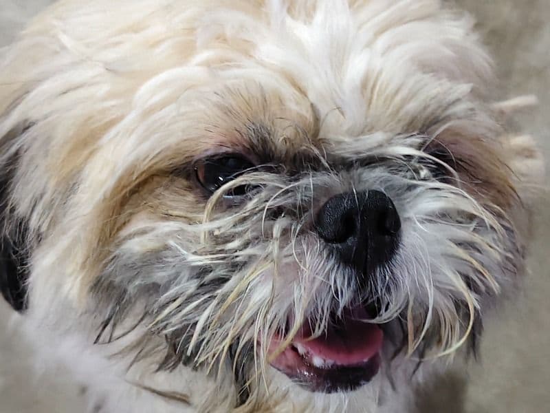 Shih Tzu 3 years 1 month old male medium named Gappu for breeding in Presidency Division, West Bengal | Petmeetly