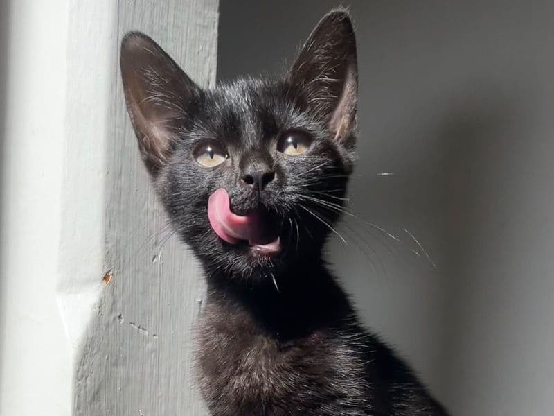 Bengal Tabby Mix 8 months old female named Nameless for sale in Leicestershire, England | Petmeetly