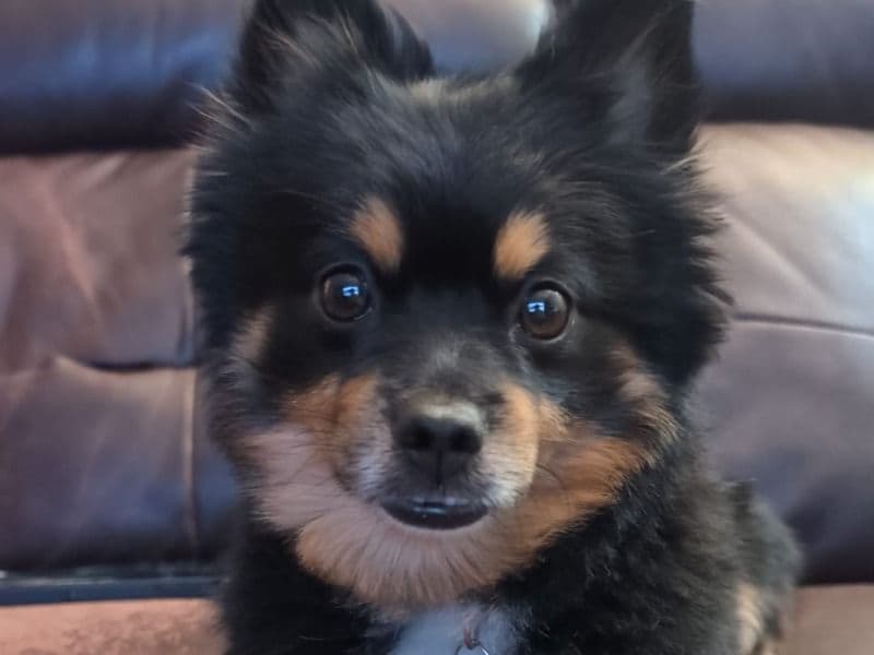 Pomchi 3 years 4 months old male small named Bon Bon for breeding in Regional Municipality of Durham, Ontario | Petmeetly