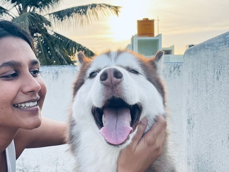 Husky 1 year 7 months old male medium named Shadow for breeding in Bangalore Division, Karnataka | Petmeetly