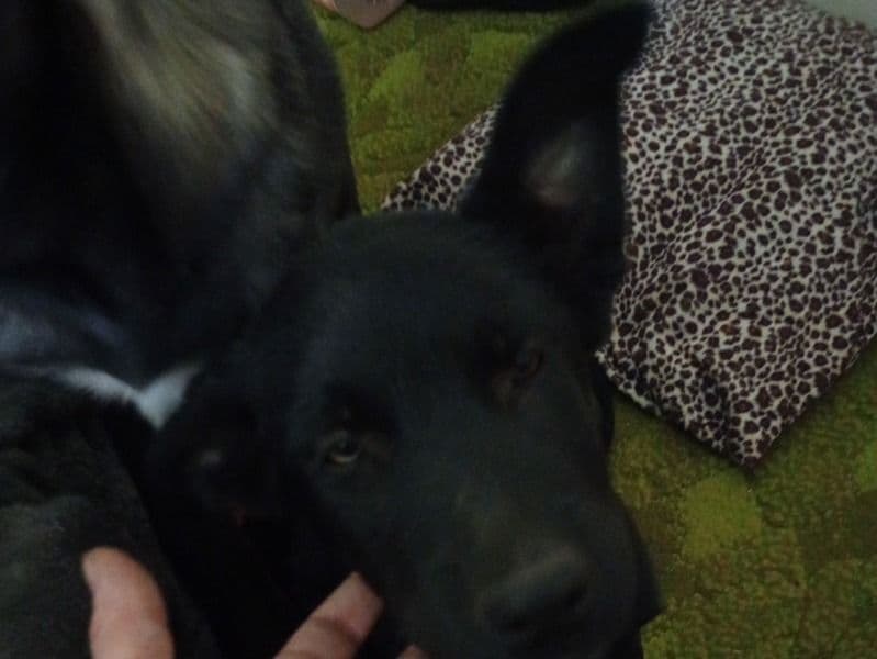 German Sheprador 5 months old male medium named No Name for sale in Barber County, Kansas | Petmeetly