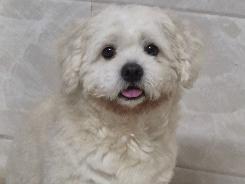 Lhasa Apso 3 years old male medium named Murphy for breeding in Konkan Division, Maharashtra | Petmeetly