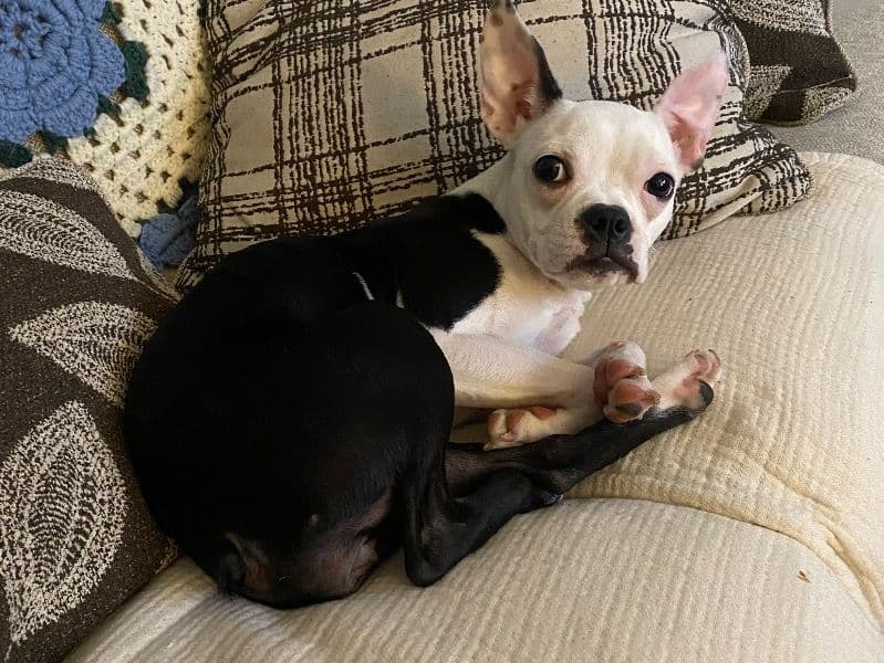 Boston Terrier 2 years 4 months old female small named Ghost for breeding in Harris County, Texas | Petmeetly