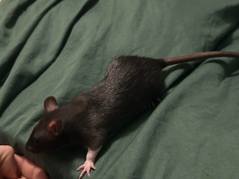 Ma’am - Common Rat | Petmeetly