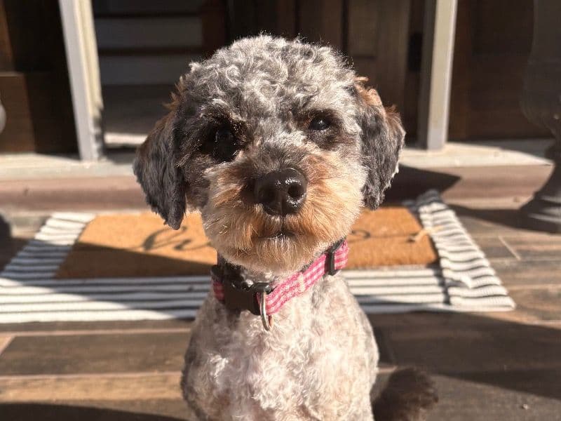 Cockapoo 2 years old female small named Ivy for breeding in Madison County, Alabama | Petmeetly