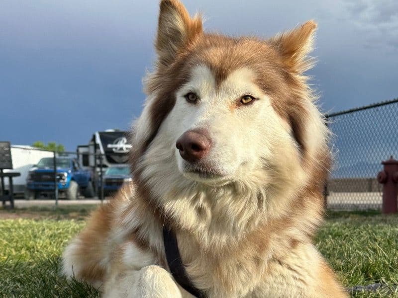 Alaskan Malamute 4 years old female large named Siberia for breeding in Utah County, Utah | Petmeetly