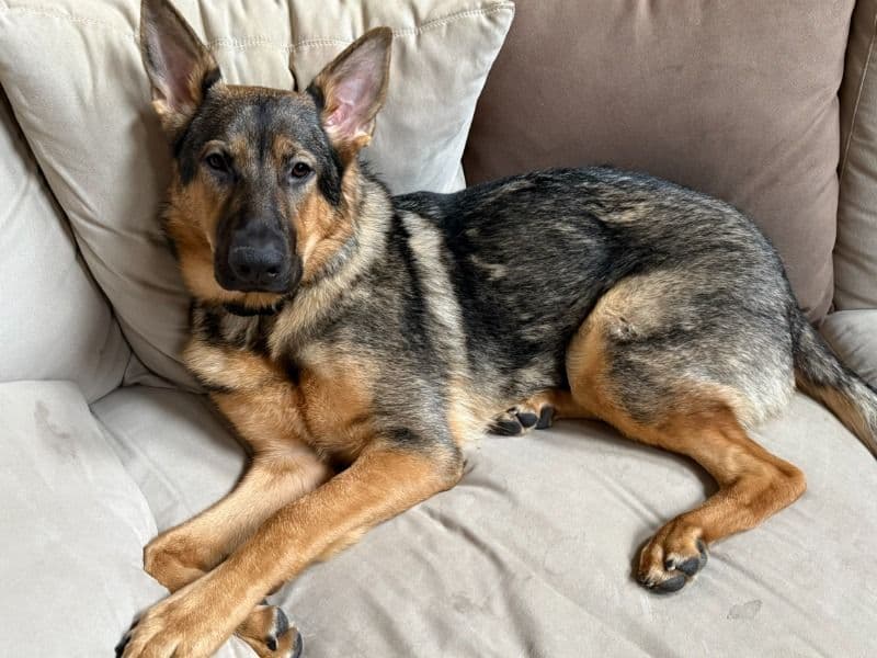 German Shepherd 1 year old female large named Ember for adoption in Fulton County, Georgia | Petmeetly