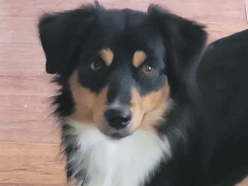 Miniature American Shepherd 3 years 4 months old female small named Party for breeding in Cochise County, Arizona | Petmeetly