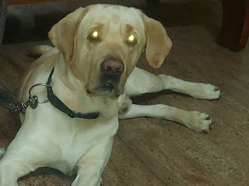 English Labrador Retriever 2 years 1 month old male medium named Bruno for breeding in Bangalore Division, Karnataka | Petmeetly