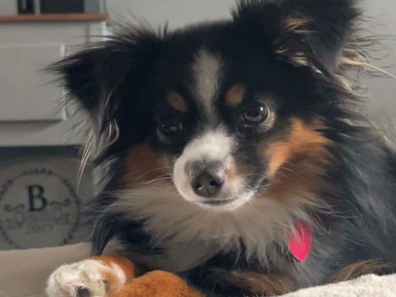 Miniature Australian Shepherd 2 years 5 months old male small named Rip for breeding in Fort Morgan, Colorado | Petmeetly