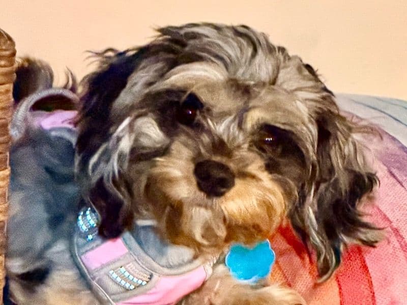 Cavapoo (Cavadoodle) 8 months old male small named Murphy for breeding in Bastrop County, Texas | Petmeetly