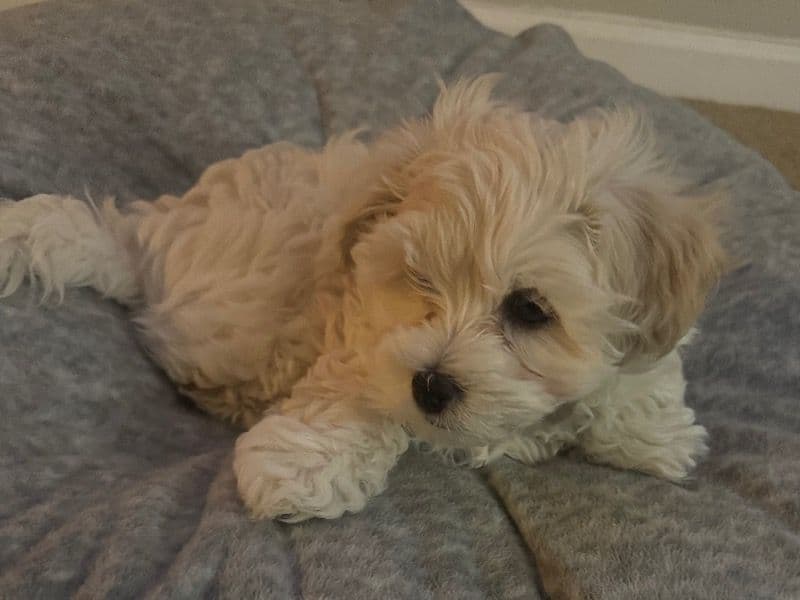 Maltipoo 1 month old male small named Chance for sale in Suffolk, Virginia | Petmeetly