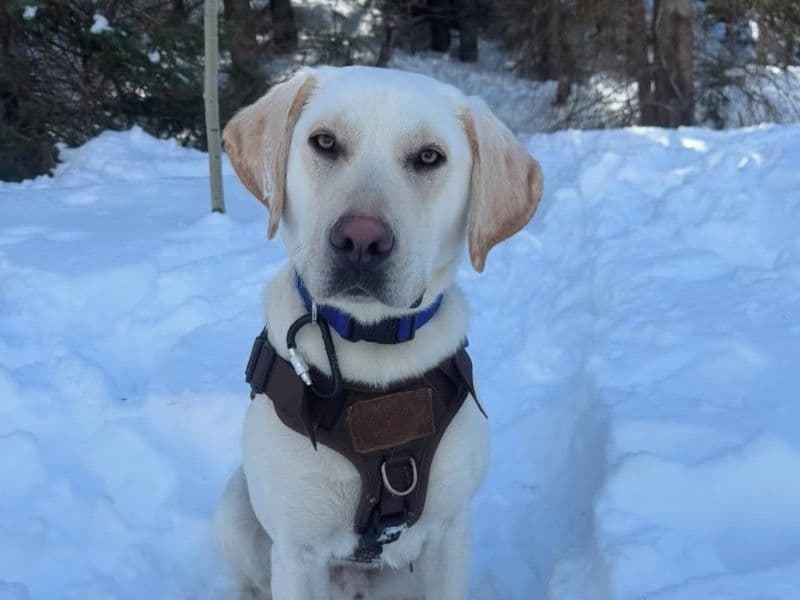 English Labrador Retriever 1 year old male medium named Grizzly for sale in Davis County, Utah | Petmeetly