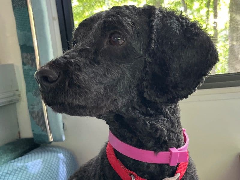 Moyen Poodle Kiwi - Poodle | Petmeetly