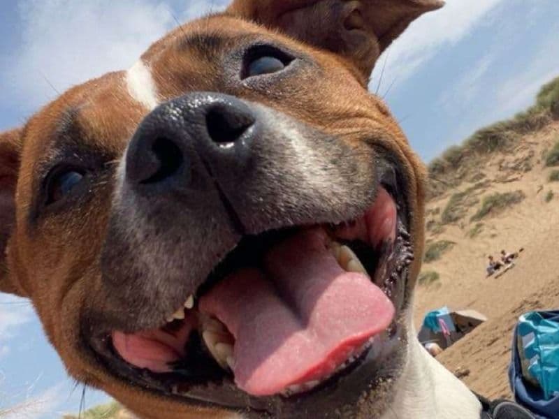 Staffordshire Bull Terrier 4 years 5 months old female medium named Meggi for breeding in Aberdeen City, Scotland | Petmeetly