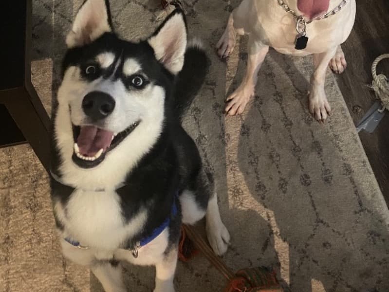 Siberian Husky 5 years 2 months old male medium named Pac for breeding in Travis County, Texas | Petmeetly