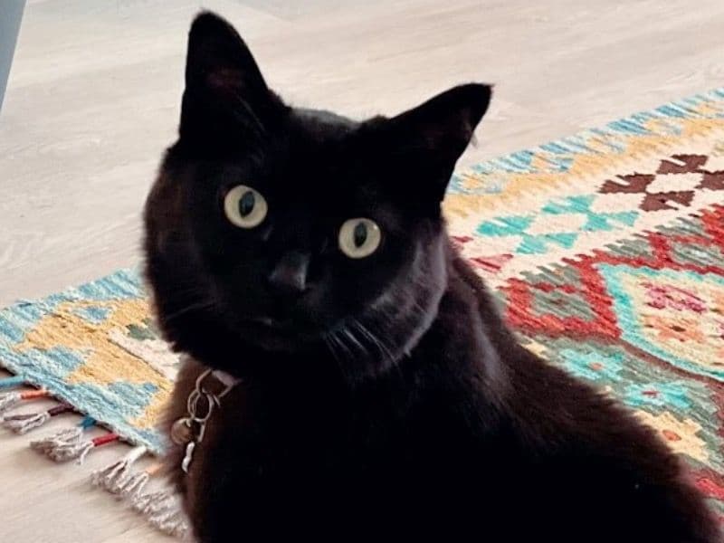 Domestic Shorthair 6 years 2 months old female named Lola for adoption in Montréal, Québec | Petmeetly