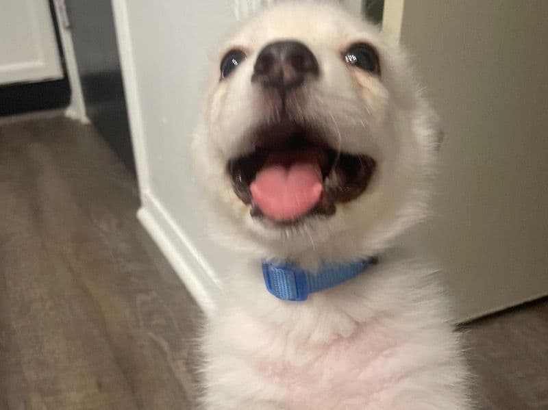 Pomimo 9 months old male medium named Rocky for sale in Dallas County, Texas | Petmeetly