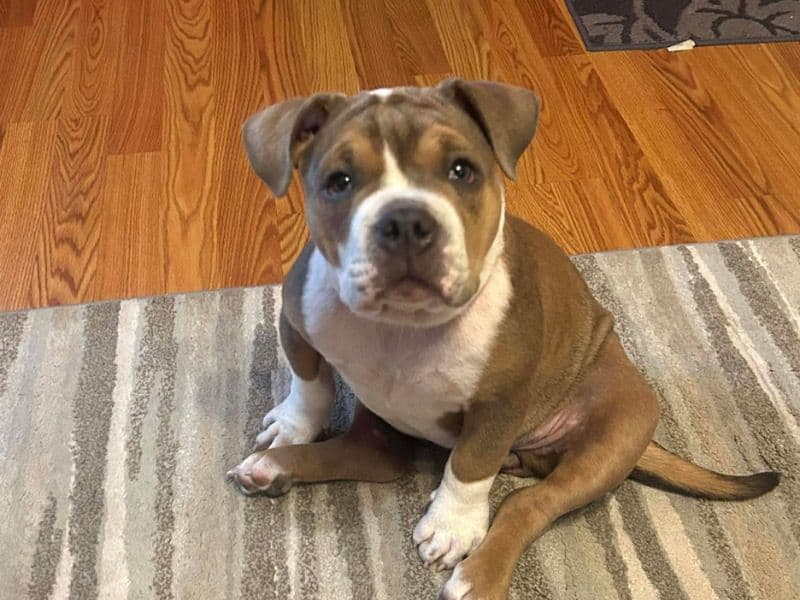 American Bully 4 months old female small named Bella for adoption in Richland County, South Carolina | Petmeetly