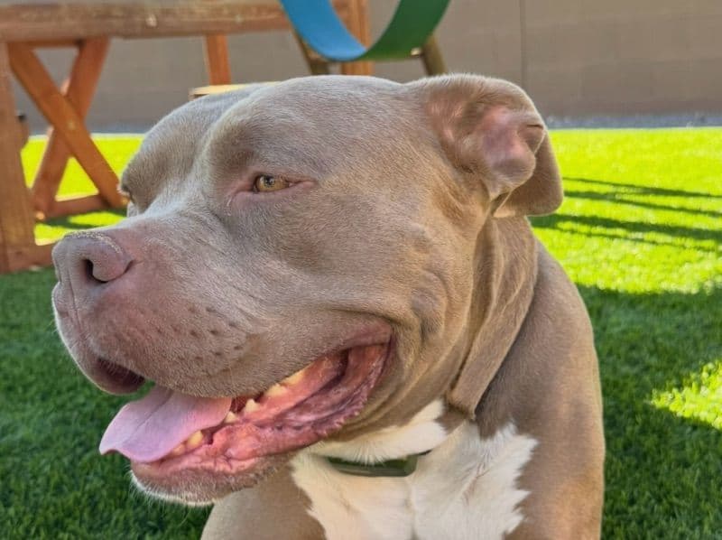 Blue nose Pitbull 4 years old male large named Bronx for breeding in Maricopa County, Arizona | Petmeetly