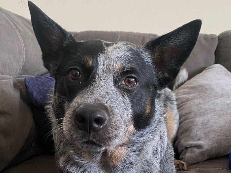 Australian Cattle Dog 5 years 3 months old male medium named Max for breeding in Broward County, Florida | Petmeetly