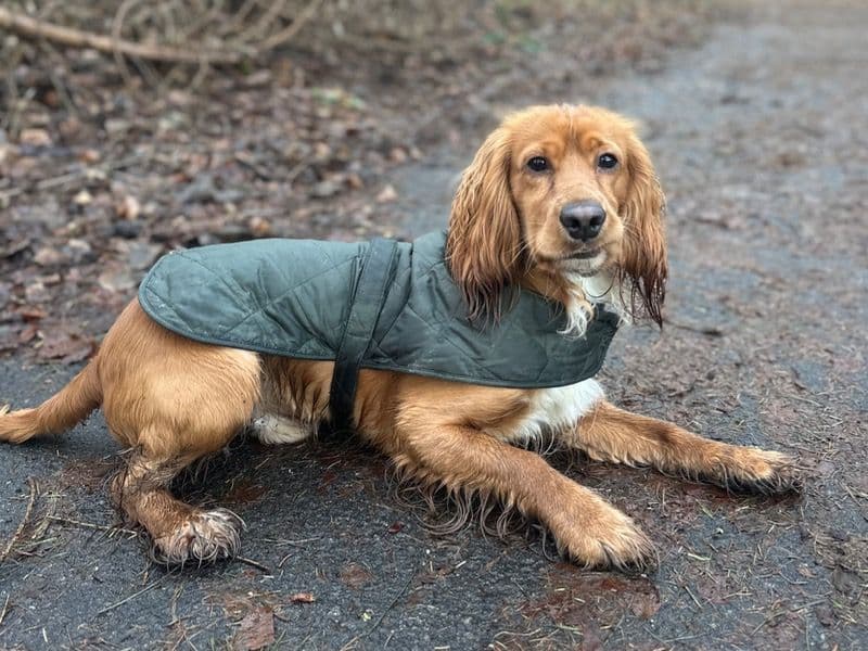 Working Cocker Spaniel 3 years 8 months old male medium named Kobi for breeding in Aberdeen City, Scotland | Petmeetly