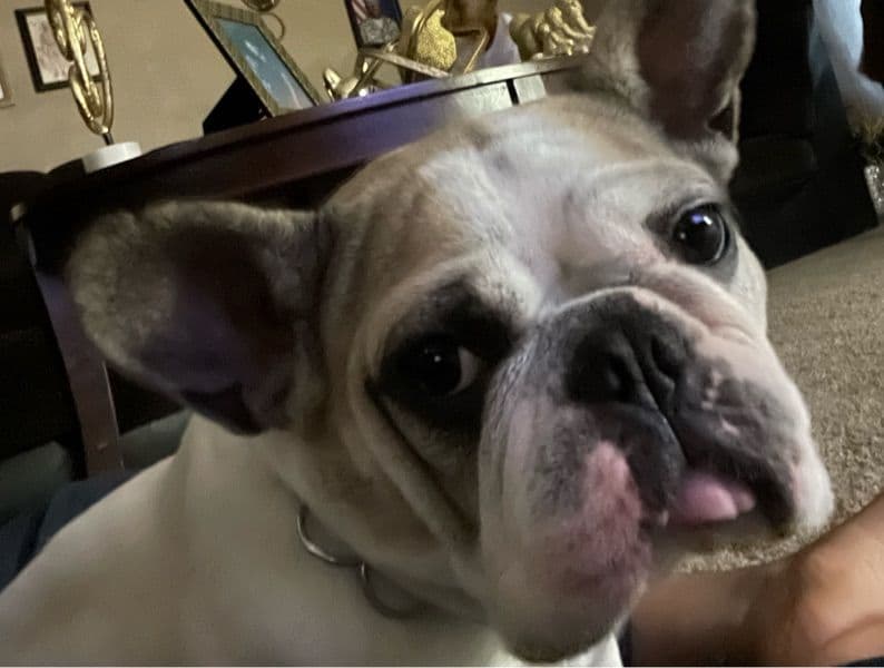 French Bulldog 2 years 3 months old female small named Muicca for breeding | Petmeetly