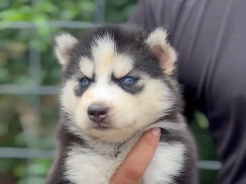 Husky 4 months old male small named Tyzuu for breeding in Agra Division, Uttar Pradesh | Petmeetly
