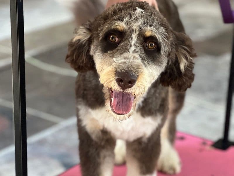 Aussiedoodle 1 year 2 months old male medium named Nashton for breeding in Circleville, Ohio | Petmeetly