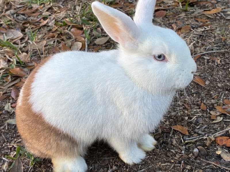 Holland Lop 1 year 2 months old female named Noel for adoption in Hillsborough County, Florida | Petmeetly