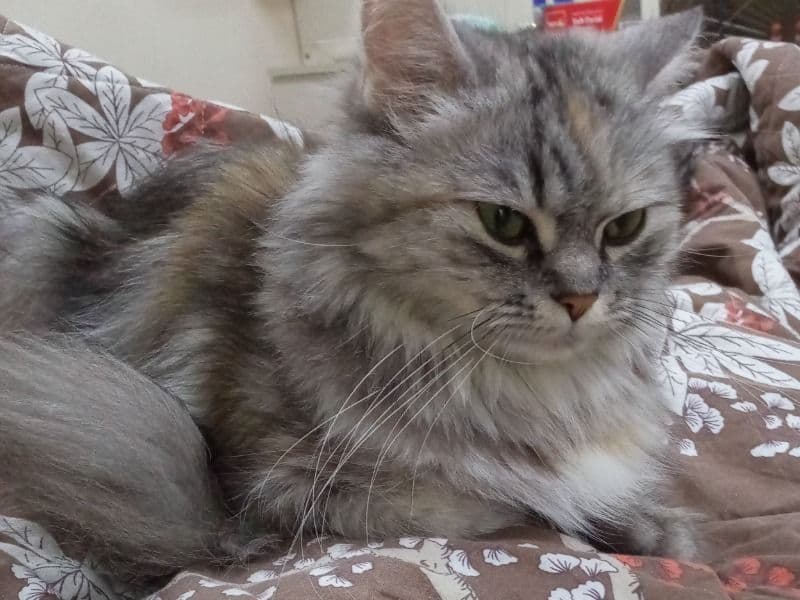 Persian 1 year 8 months old female named Bella for breeding in Sharjah, Sharjah | Petmeetly