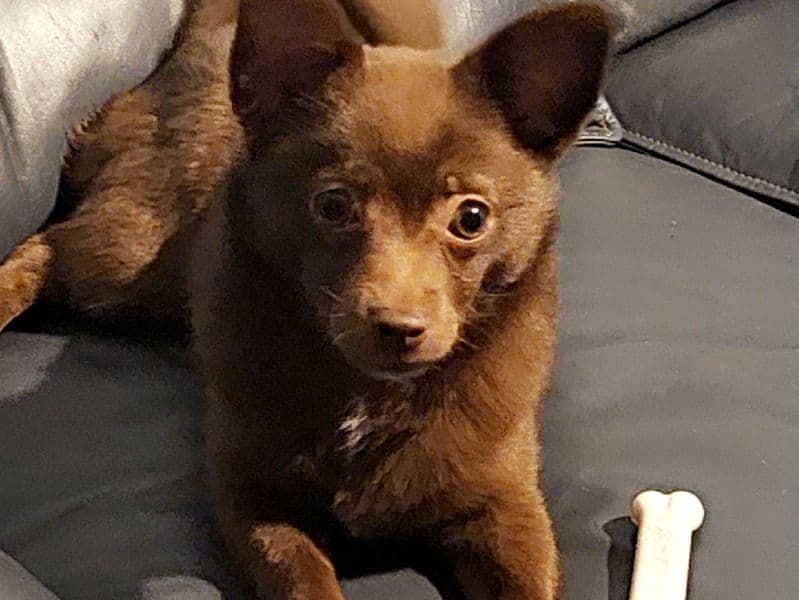 Pomchi 11 months old female small named Lulu for breeding in Winnebago County, Illinois | Petmeetly
