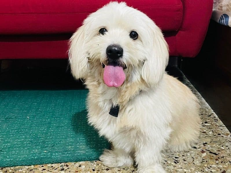 Lhasa Apso 5 years 8 months old male small named Laddu for breeding in Hyderabad, Telangana | Petmeetly