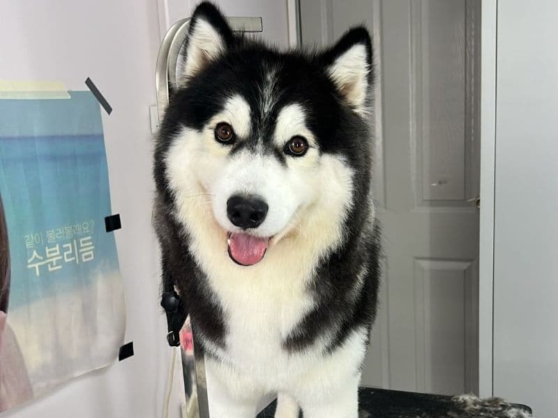 Siberian Husky 2 years 2 months old male medium named Sabre for breeding | Petmeetly