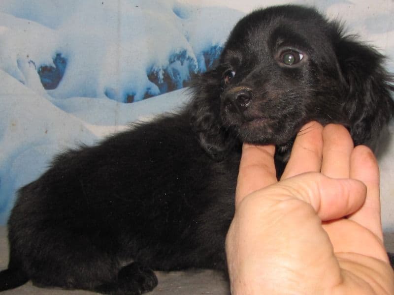 Poppy - Dachshund | Petmeetly