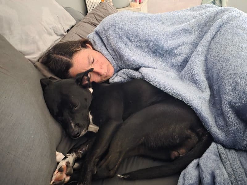 American PitBull Terrier 3 years 5 months old female medium named Kali for breeding in Indiana County, Pennsylvania | Petmeetly