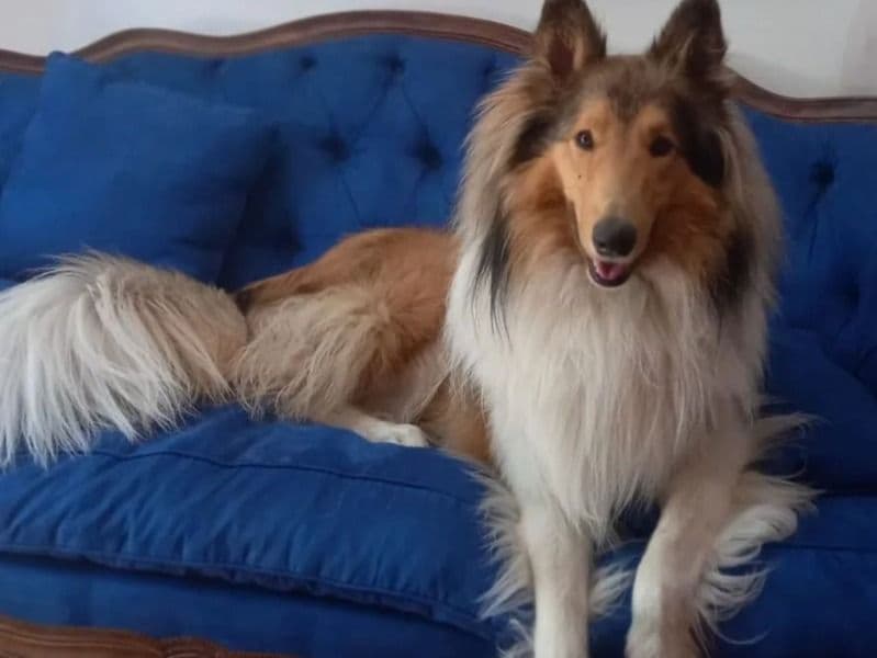 Rough Collie 5 years 2 months old male extra large named Milo for breeding | Petmeetly