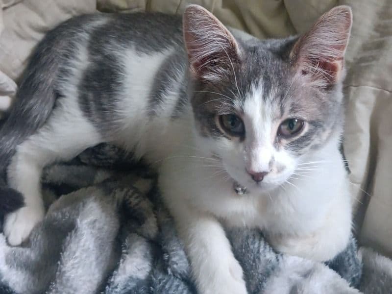 Domestic Shorthair 9 months old male named Chong for breeding in Price County, Wisconsin | Petmeetly